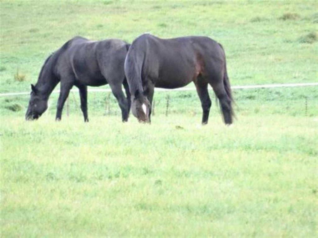 Ferienhaus Koenigsberg Haus 1 room 6